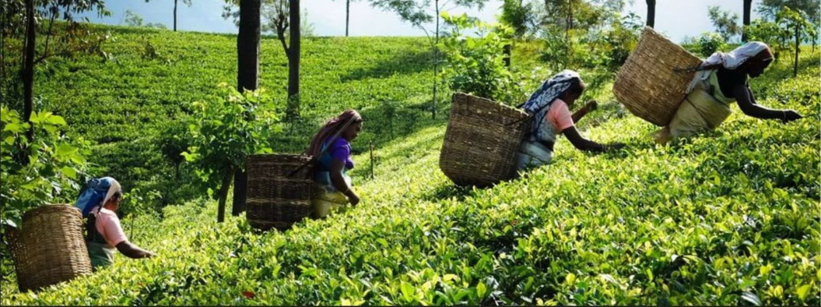 Daily Incentive for Estate Workers From Jan